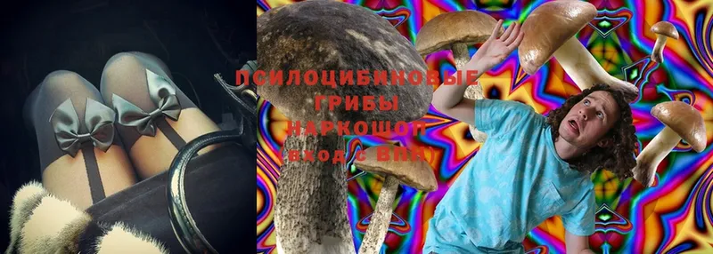 Псилоцибиновые грибы Cubensis  Тихорецк 